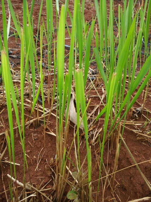 探寻白茅克星：特效除草剂揭秘