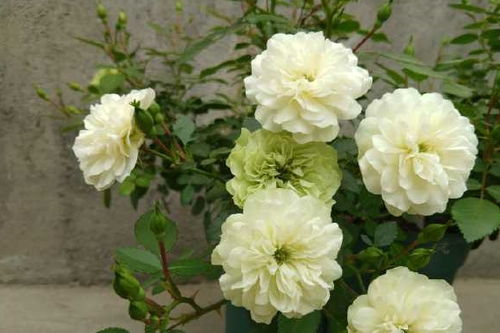 观赏价值， 美得让人心醉