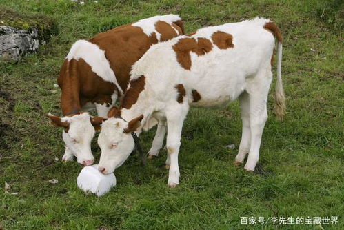 喂几天合适, 连续喂可以吗