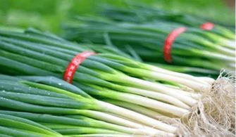 种植葱莲的益处大揭秘！