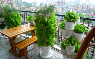 露天阳台种啥菜既好养又适合观赏？聊聊我的种植心得