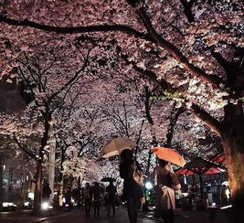 樱花树：日本文化的灵魂之花