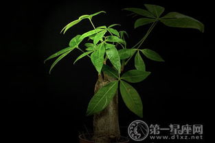春季发财树为何突然枯黄？