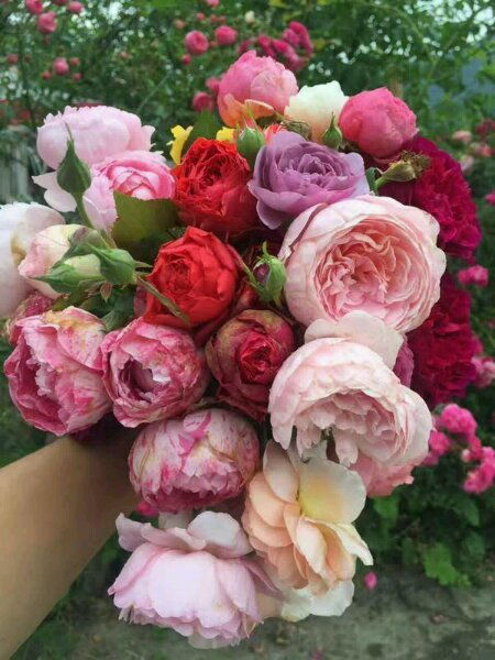 月季开花天数为何长短不一