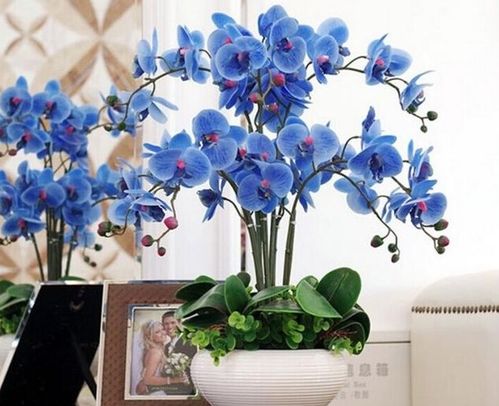 怎么养兰花才能开花？养护方法是否得当
