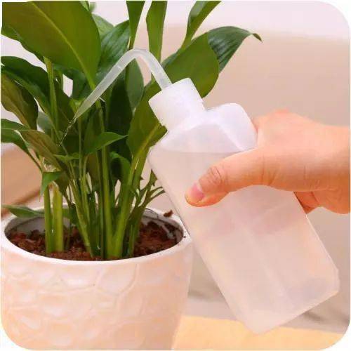 植物喜好， 浇水各有讲究