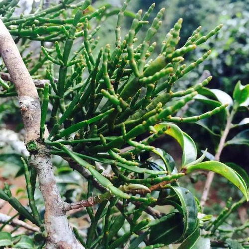 甲维盐：茶树虫卵的克星？