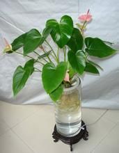 水分的作用，不可或缺