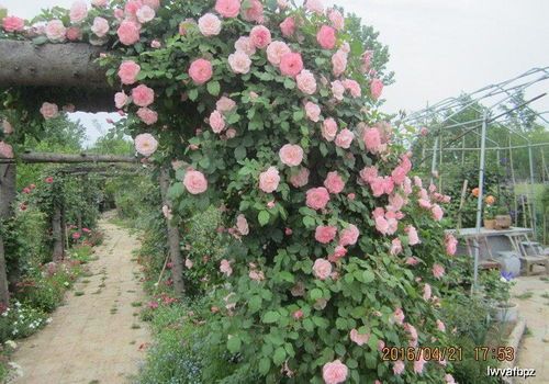 藤本植物：阳台的魔术师