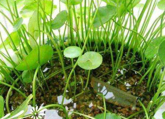 水培铜钱草，如何科学施肥