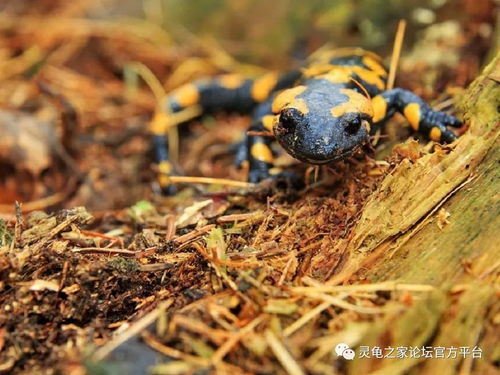 花朵颜色：大自然的魔法