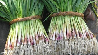 猪殃殃草的危害：影响蒜苗生长， 降低农户收益