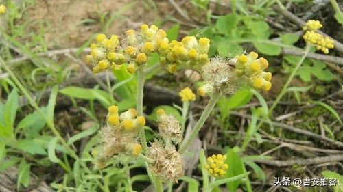 鼠尾草：紫色的小精灵