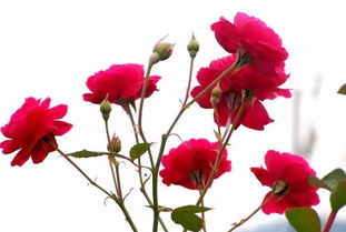 月季花夏季移栽：是不是真的那么难？