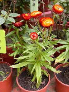 滨菊：纯洁与坦诚的友谊使者