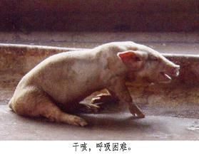 立竿见影！猪气喘病特效疗法