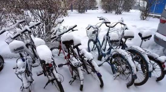 内蒙古的寒风中的绿色守护者