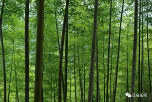 磷肥：增强抗病性