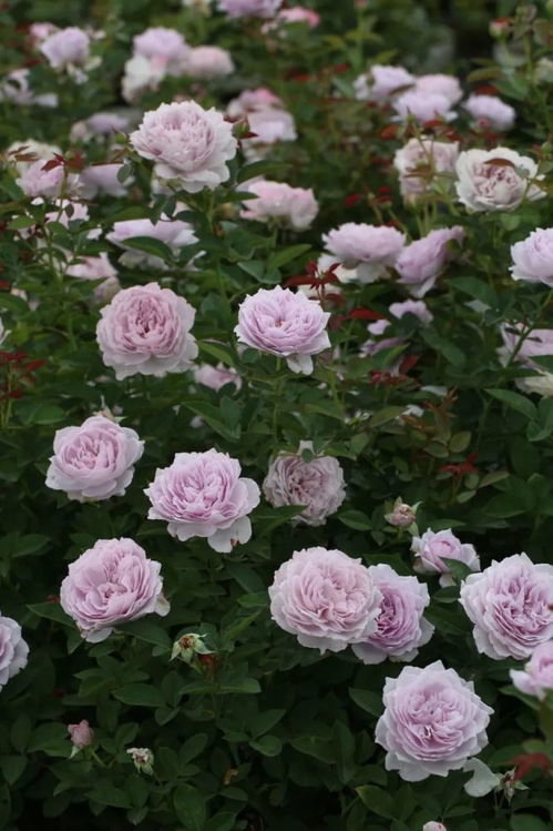 绿色月季的花期揭秘