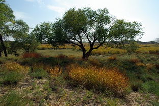 沙棘：沙地里的致富树