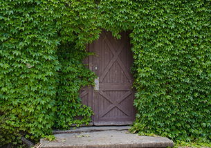 侧柏：四季常绿的好帮手