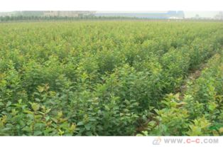 发芽率高， 种植方法要学学