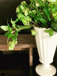 冷水花：绿白分明， 清新怡人