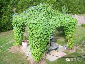 常用的乔木有：