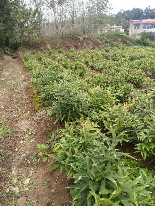 名贵药材种植基地选址，如何找到最佳地点