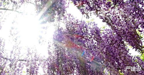 紫藤花语中，那浪漫的“永恒的爱”与日本传说中紫藤的神奇力量