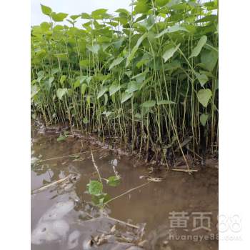 国际大法：冷藏车来帮忙