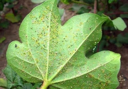 辣椒水灭虫剂的效果