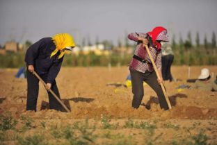 甘肃治沙所的独门秘技