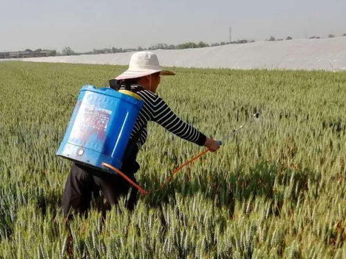 小麦条锈病防治：生物防治的奥秘大揭秘！