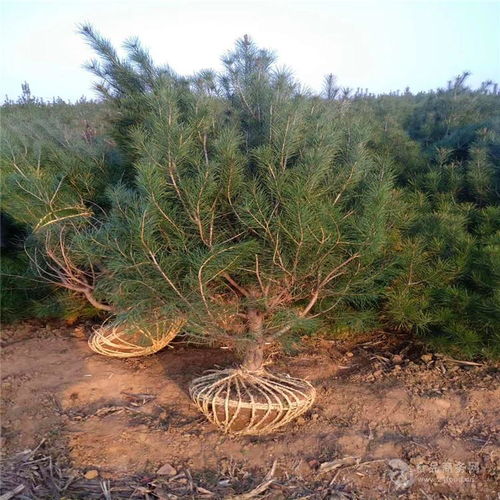 白皮松：大自然的艺术品