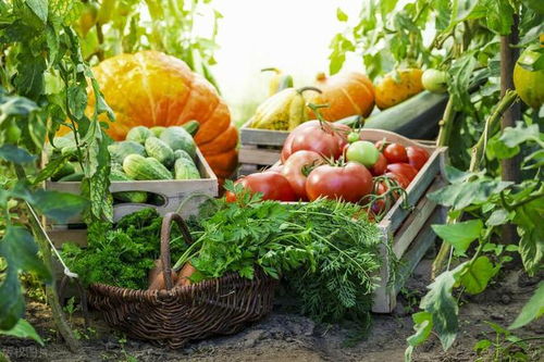 将其移在家种植小番茄小番茄番茄外观玲珑可爱，含糖度hen高，口味香甜鲜美。