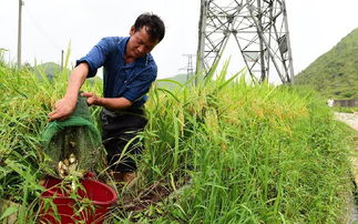 柴胡种植技术核心：如何科学施肥提高亩产量