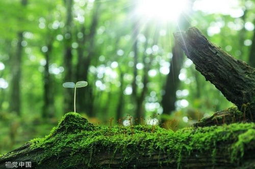 一、松树：坚韧不拔的生命象征