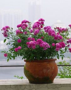 盆栽月季花越小越开，换盆的必要性