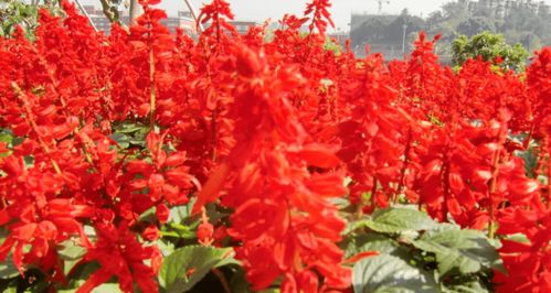 夏日耐热耐晒的花卉选择