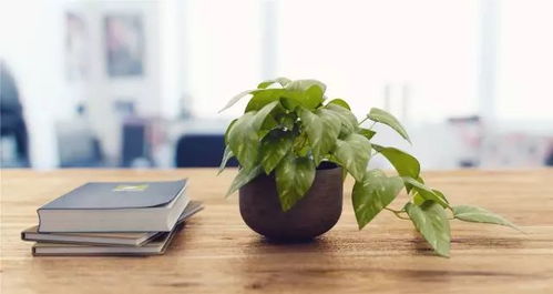 植物人需要多久才能自然离世？如何有效维持其生命体征