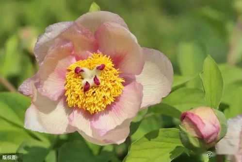 金合欢养殖技巧：掌握诀窍，绽放花朵！