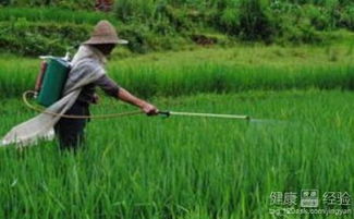 使用乙氧氟草醚的注意事项