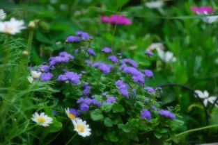 夏季草本花卉种类丰富