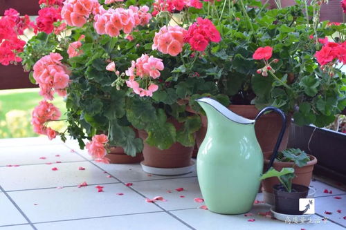 除虫菊种植小贴士：温度阳光两相宜