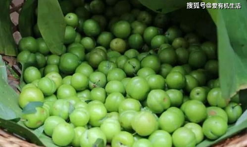 李子成熟季是何时？全国李子成熟时间表揭晓