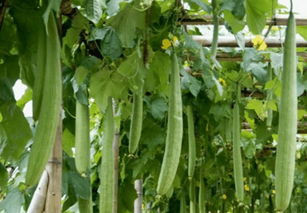 丝瓜的施肥技巧