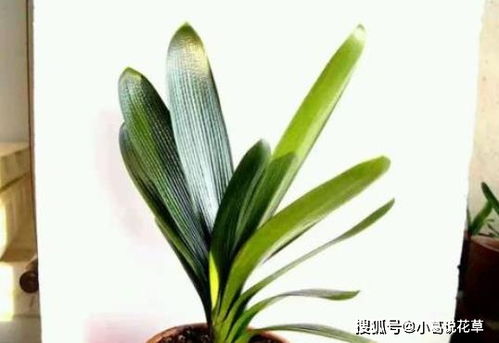 君子兰养护时如何避免叶片发黄，保持土壤湿润且透气性良好