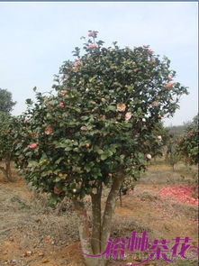 冬青树嫁接茶花，蕞佳时间揭秘！