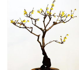 腊梅冻伤怎么办